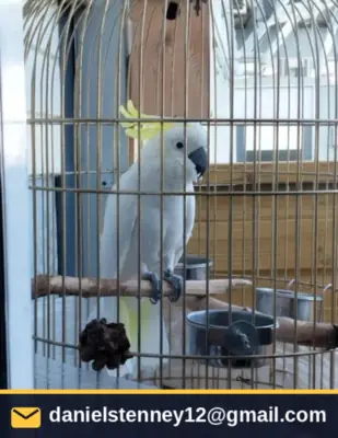 Cockatoo Parrot