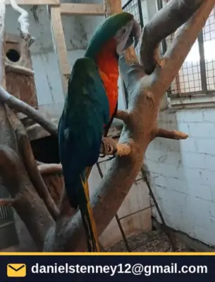 güzel melez makav papağanı