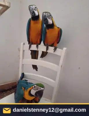 Sarı Göğüslü Makav Papağanı