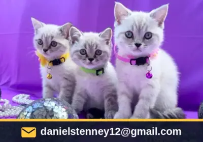British Shorthair Kittens