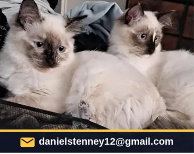 Ragdoll kittens seeking loving homes