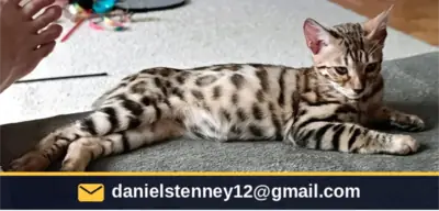 Bengal kittens 