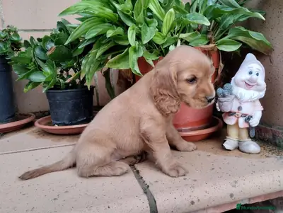 Cocker spaniel inglés.