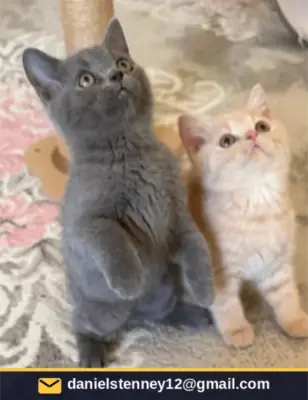 Safkan Britanya Shorthair yavruları♥️