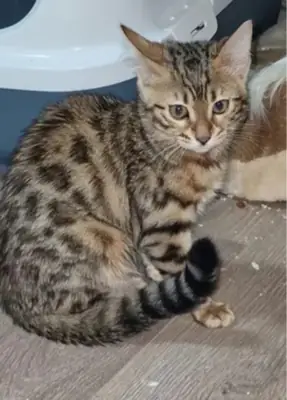 Bengal kittens available