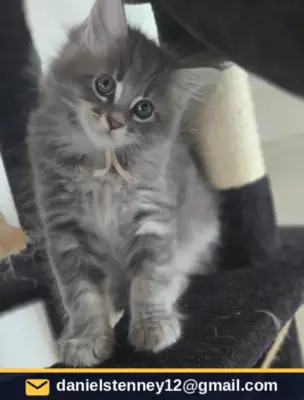 Maine coon kitten 4💞💞💞