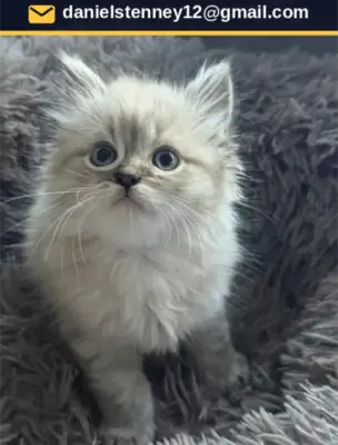 Ragdol Kitten