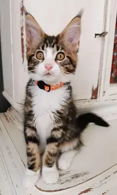 Harika safkan Maine Coon yavruları