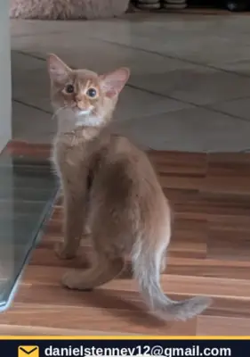 Somali kittens