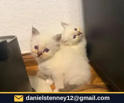 Sacred Birman kittens