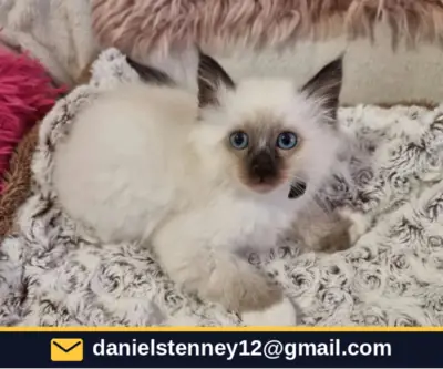 Sacred Birman Kittens Available
