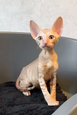 康沃尔雷克斯小猫