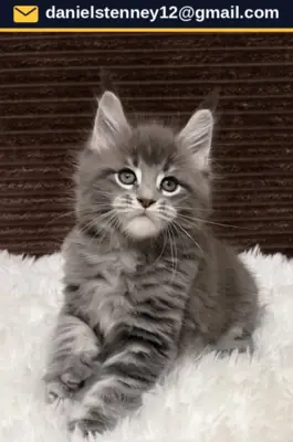 Beautiful Maine Coon Kitten