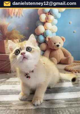 英国短毛猫小猫