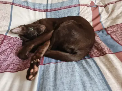 Gatita Oriental de pelo corto