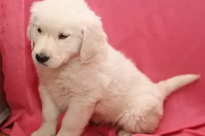 Şu anda hazır altın retriever yavruları
