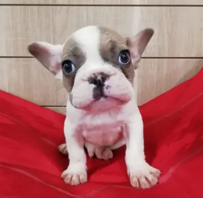美丽的法国斗牛犬小狗准备好找一个好家