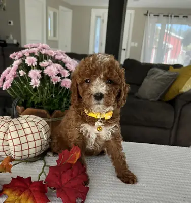 Mini Goldendoodle listo para un buen hogar