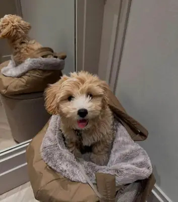 🐾❤️ Каждой собаке нужен дом, где она будет чувствовать себя любимой и защищенной. Этот Кавапуу ищет такую возможность