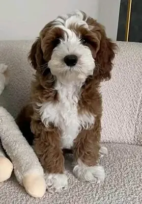 🐶🏡 Sevgi, sabır ve sorumluluk, bir Cavapoo'yu evde karşılamak için en iyi kombinasyondur.