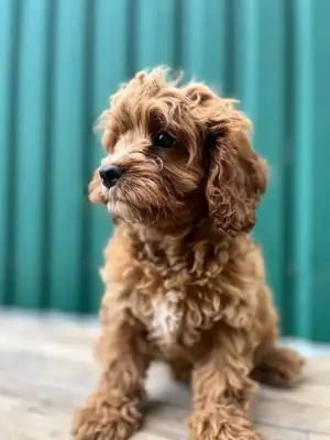 🏡❤️ Bu Cavapoo'nun her gün güvende, sevildiğini ve yalnız olmadığını hissedebileceği bir yuva arıyoruz.