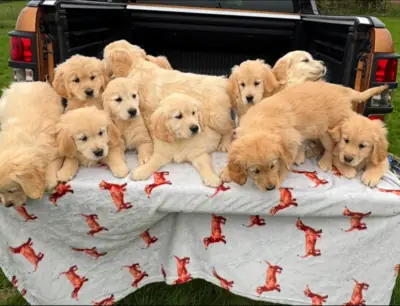 Satılık Golden Retriever Yavruları