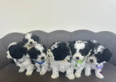 Maltipoo Yavruları Satılık