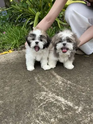 Shih Tzu Yavruları Hazır