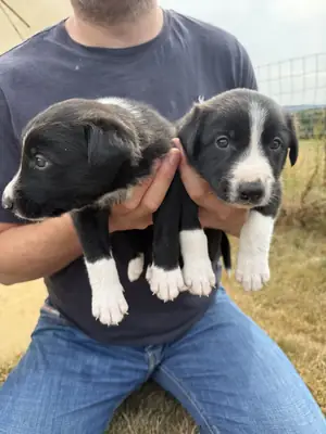 Border collie à vendre
