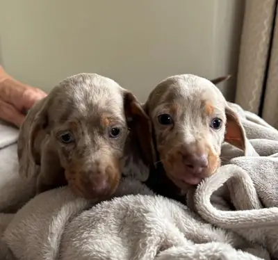 Dachshund