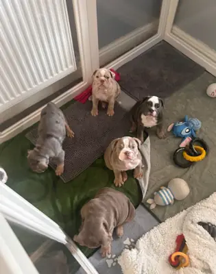 法国斗牛犬
