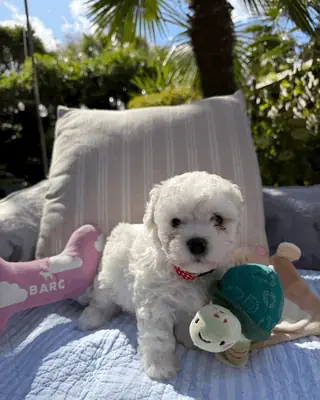 Bichon frise