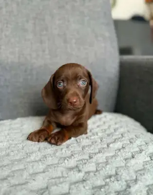 Dachshund