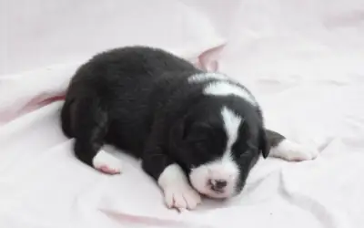 Avustralya Çoban Köpeği