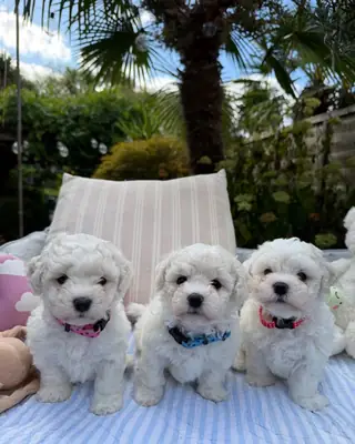 Bichón frisé