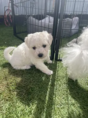 比熊犬幼犬准备好了
