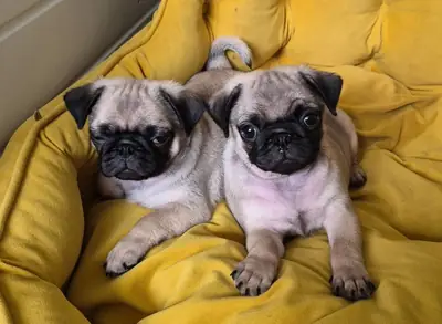 纯种巴哥犬幼犬