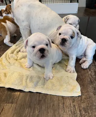 英式斗牛犬幼犬