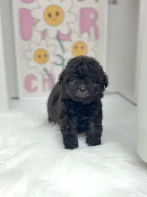 🐶💕 Sweet Maltipoo Puppy! Adorable, playful, and ready for a loving forever home. 🏡❤️