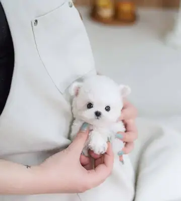 💕🐾 Petites pattes, grand amour ! Un adorable chiot Maltipoo attend une famille aimante