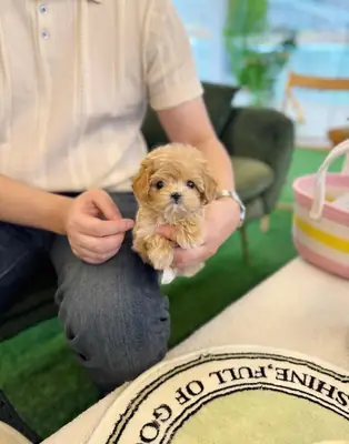 🐶 可爱的马尔提普犬幼犬寻找完美家庭。