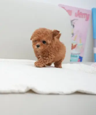 🐾 Bu sevimli Maltipoo yavrularından birine sevgi dolu bir sonsuz yuva verin! ❤️
