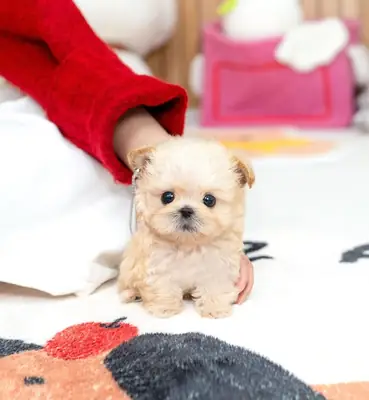 💕 可爱的、毛茸茸的、亲密的马尔提普犬幼犬可供领养。
