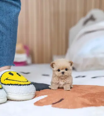 Evler! 🐾 Yumuşak Maltipoo yavruları yeni aileleriyle tanışmaya hazır! 💕