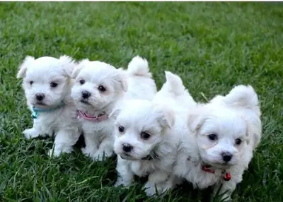 健康的12周大马尔济斯犬幼犬