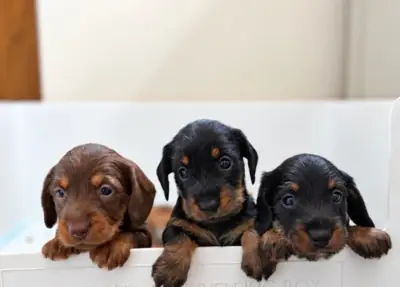Dachshund