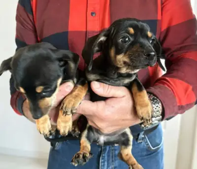 Dachshund