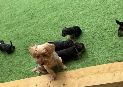 Chiot Yorkshire Terrier