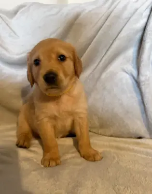Golden Retriever