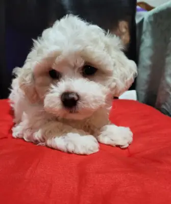 Bichon frise